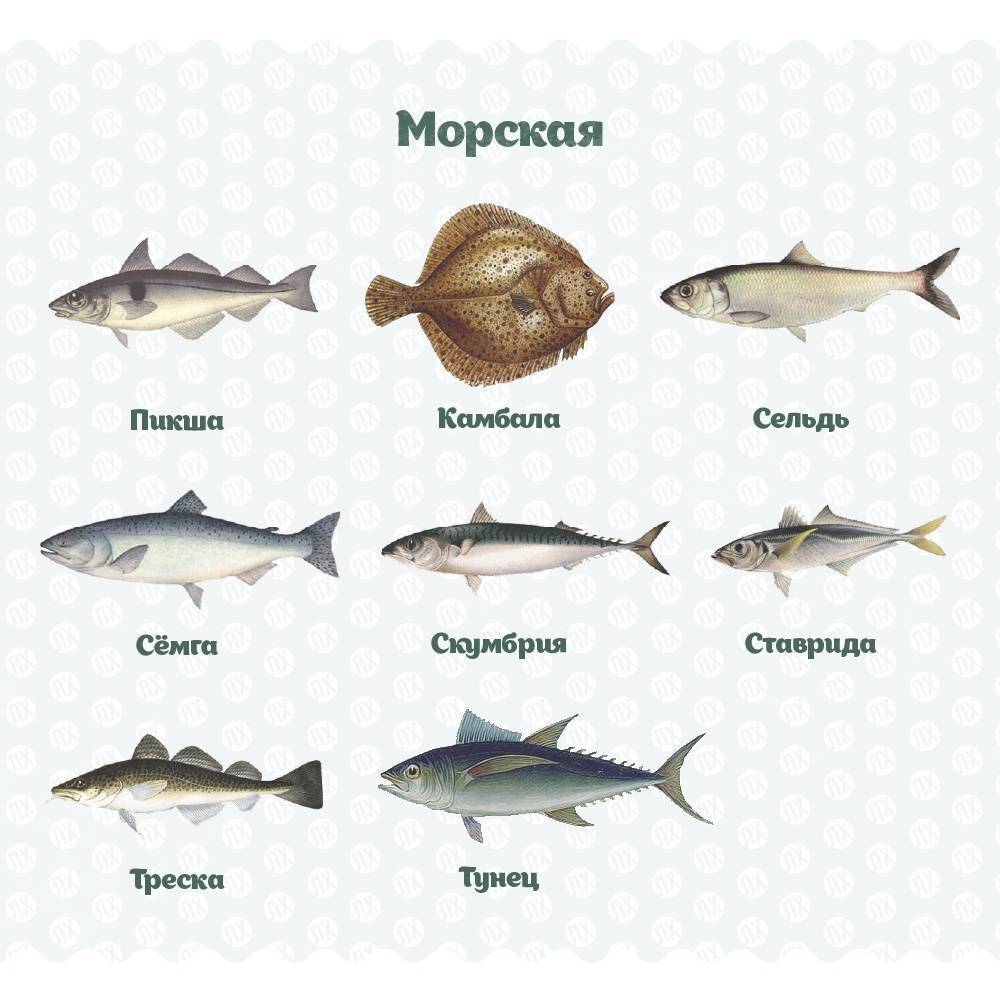 Морская Рыба Список Для Диеты