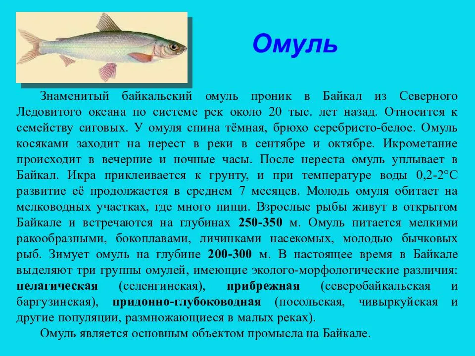 Где, когда, как и на что ловить рыбу омуль? (+ рецепты)
