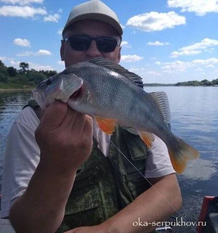 Рыбалка на оке в серпуховском районе: какая рыба водится, отзывы