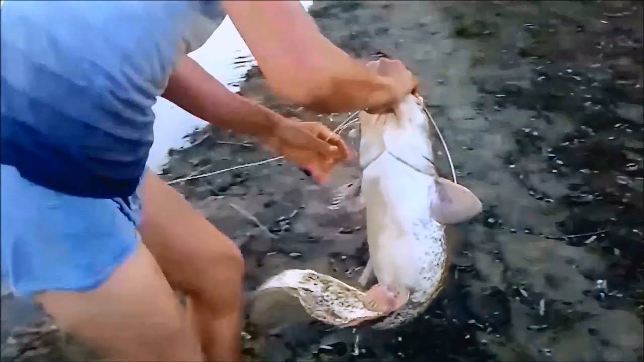 Ловля сома на донку с берега и с лодки, техника ловли, донка своими руками