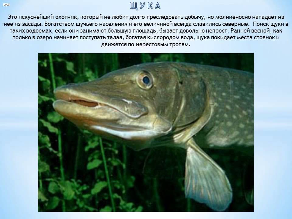 Рыба щука?: фото и описание. как выглядит щука?, чем питается и где водится