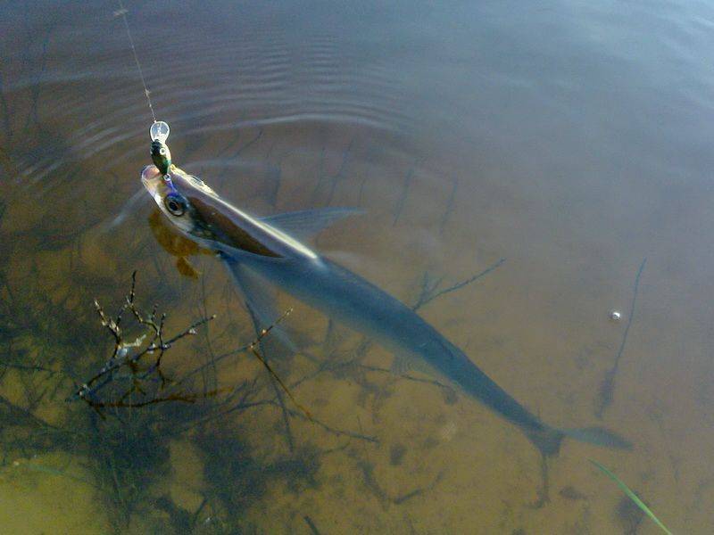 Какая рыба водится в ладожском озере и как ее ловить