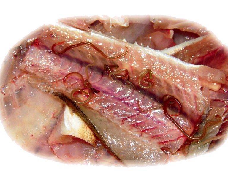 Как готовить рыбу чтобы убить описторхоз