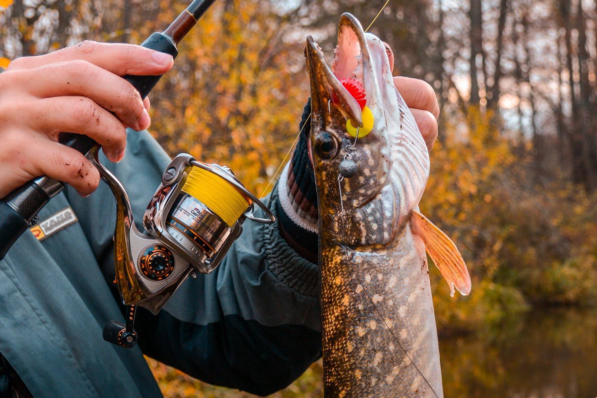 Как ловить крупную щуку осенью, секреты от опытных рыбаков