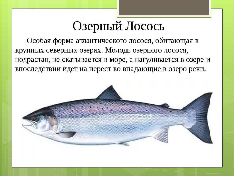 Лососевые рыбы: какие относятся к этому семейству, как называются и где можно ловить