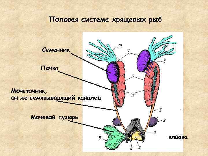 Как размножаются рыбы. способы размножения рыб. статья отвечает на вопром "как размножаются рыбы?" и описывает способы их размножения.