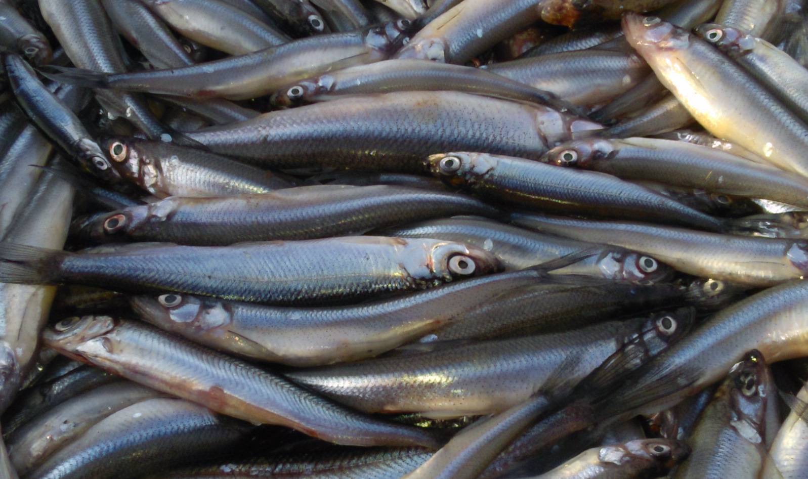 Рыба уёк (мойва): описание, места обитания, хозяйственное значение