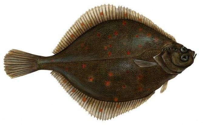 Рыба палтус: виды, где водится, как ловить в баренцевом море