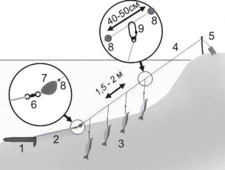 Ловля чехони — особенности рыбалки - fishingwiki