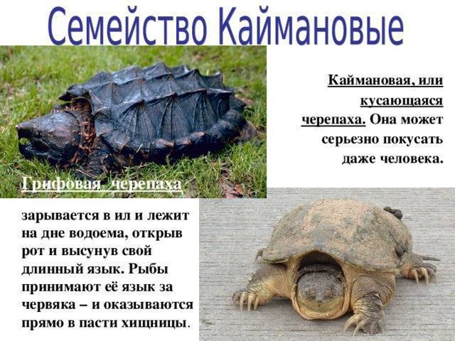 Зеленая морская черепаха: описание и характеристика, питание и условия содержания в неволе