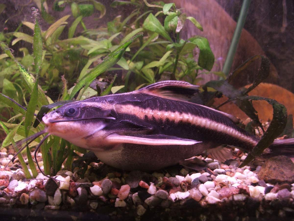 Может ли платидорас полосатый съесть маленькую рыбку? - аквариум - страна мам