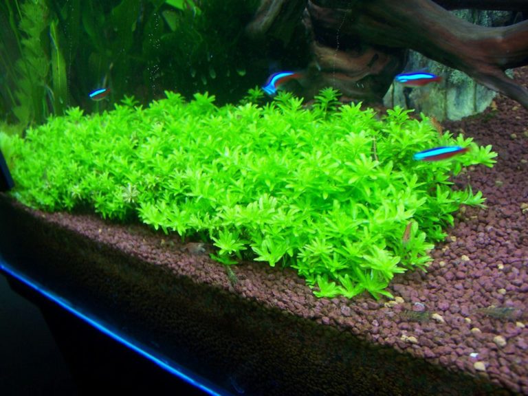 Хемиантус микрантемоидес (hemianthus micranthemoides) описание растения, выращивание в аквариуме, уход, совместимость с рыбами.