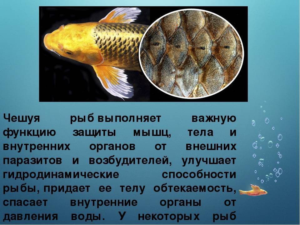 Рыба без костей: список названий речных и морских представителей