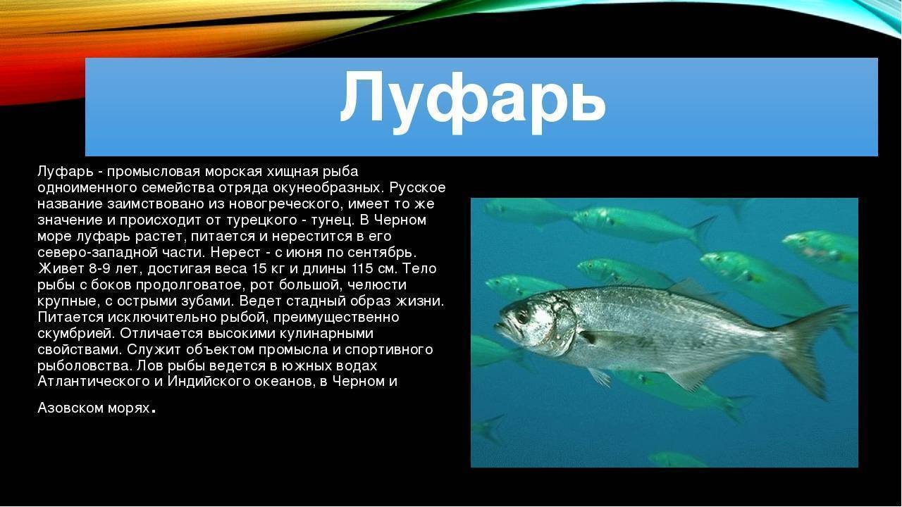 Промысловая рыба - виды с названиями и фото, использование и охрана | семейство промысловых рыб