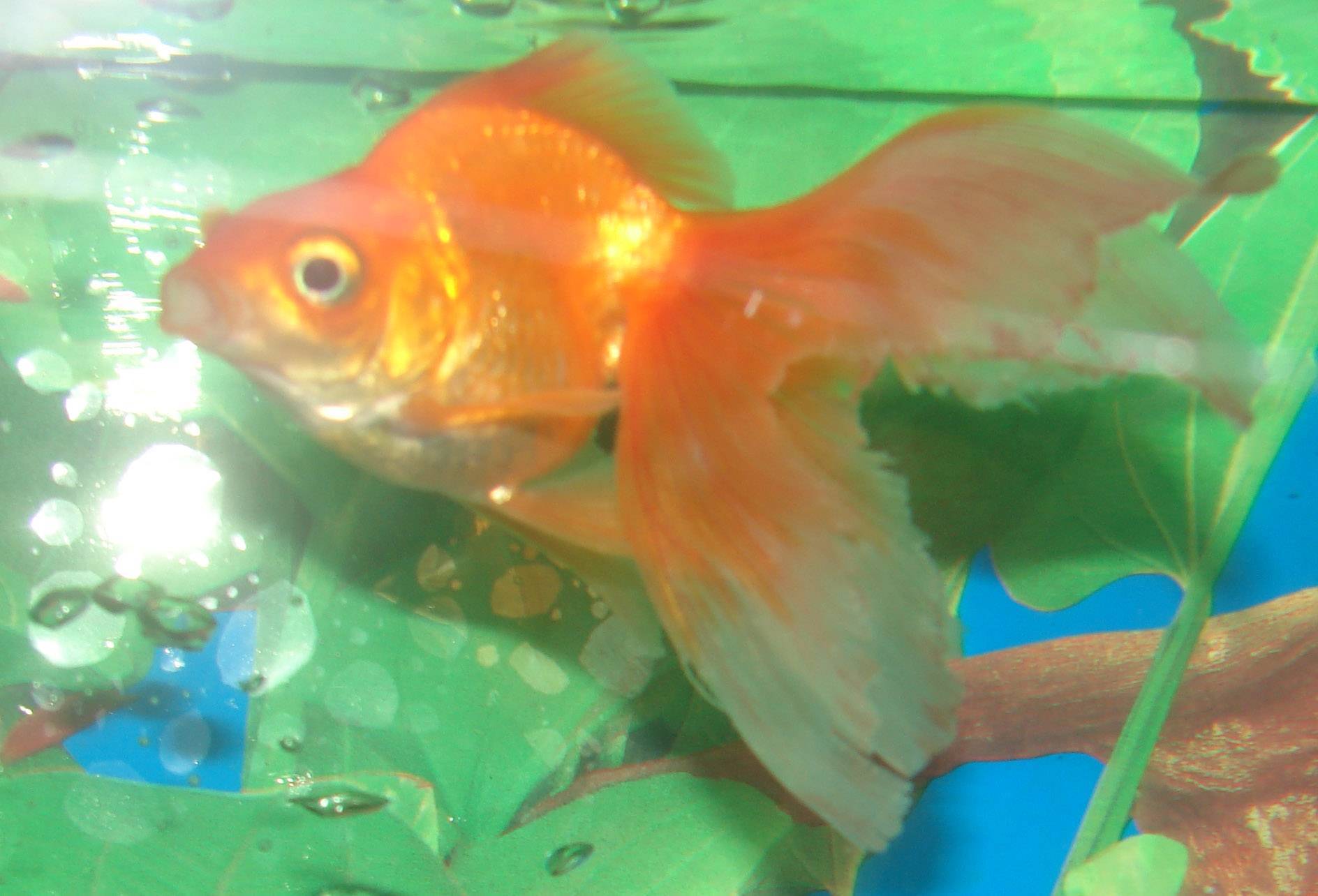 Симптомы болезней аквариумных рыб и их диагностика: фото и лечение