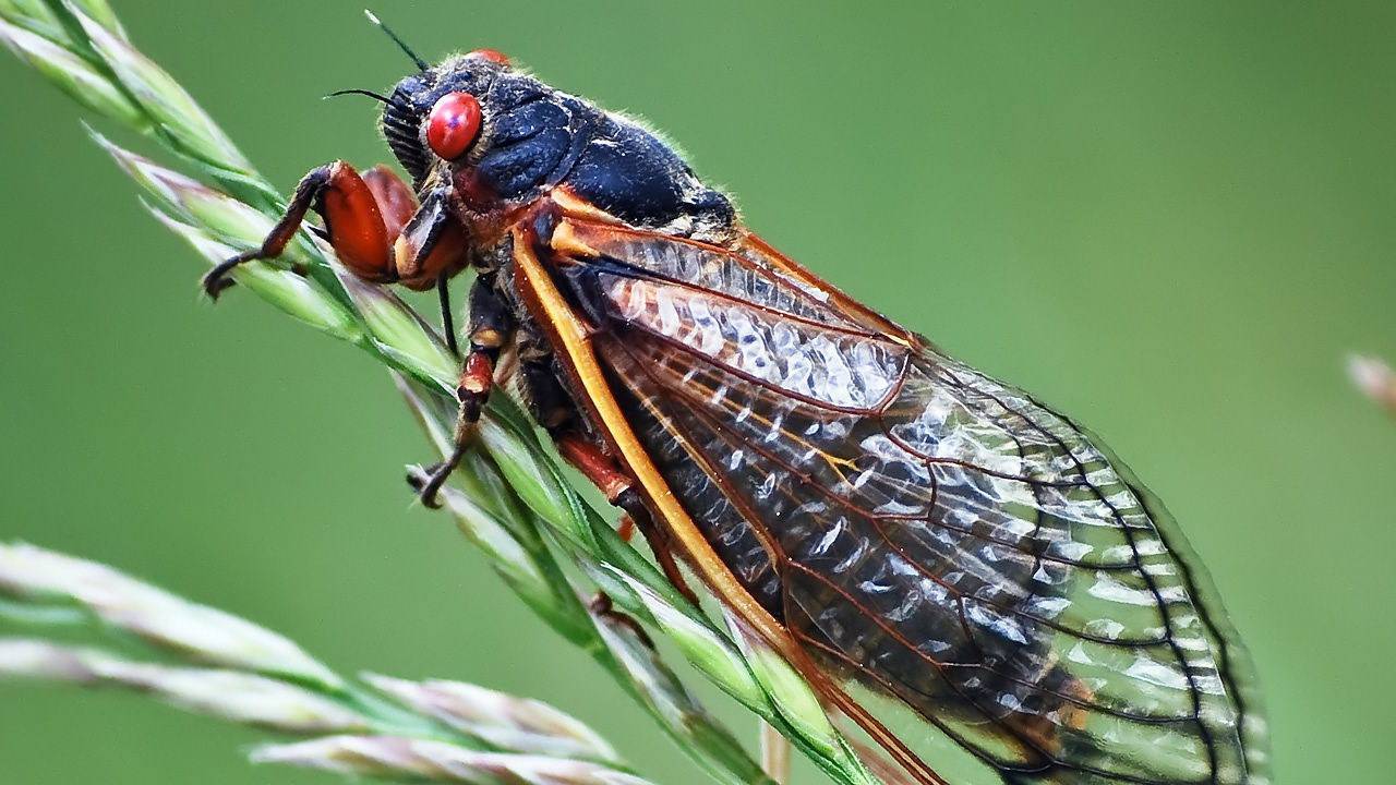 Цикада обыкновенная: певчее насекомое, как выглядит муха, что едят