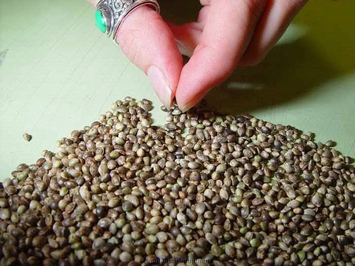 где можно достать семена марихуаны