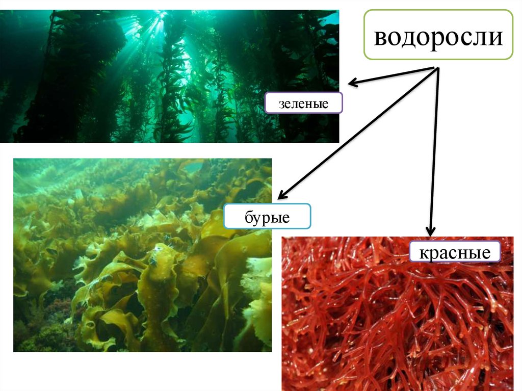 Организм изображенный на рисунке относится к водорослям