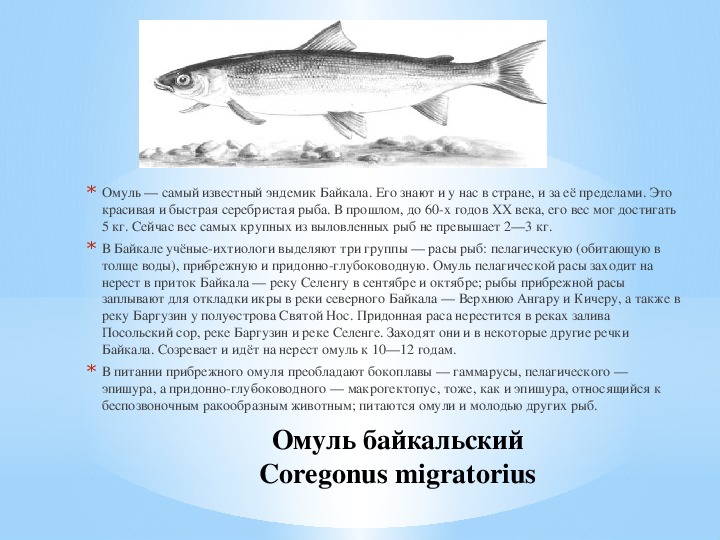 Рыба омуль описание. Байкальский омуль эндемик. Рыба эндемик озера Байкал. Назовите 5 эндемиков Байкала. Байкальский омуль описание рыбы.