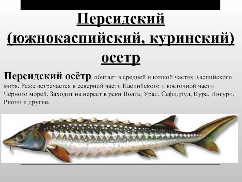 Осетровые виды рыб: разновидности и места их обитания