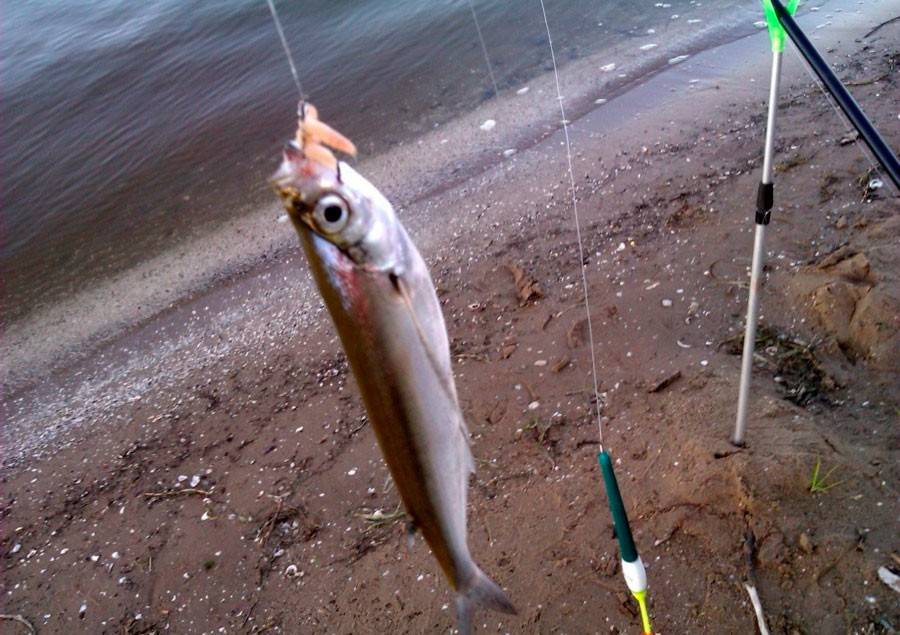 Рыба снеток: фото, особенности поведения и питания, как правильно ловить