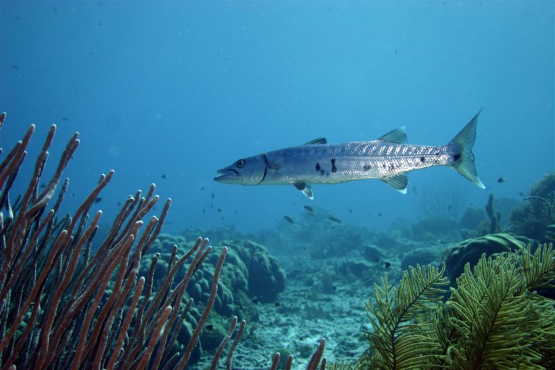 Барракуда рыба. образ жизни и среда обитания рыбы барракуды
