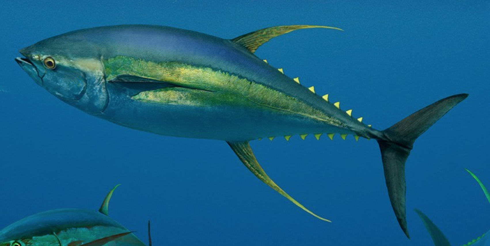 Тунец рыба. описание, особенности, виды, образ жизни и среда обитания тунца