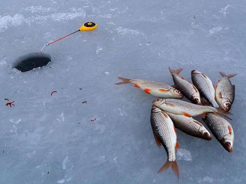 Ловля краснопёрки зимой - рыбалка
