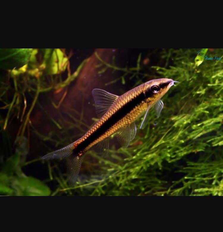 Рыбка сиамский водорослеед: как содержать, чем кормить, размножение, различие