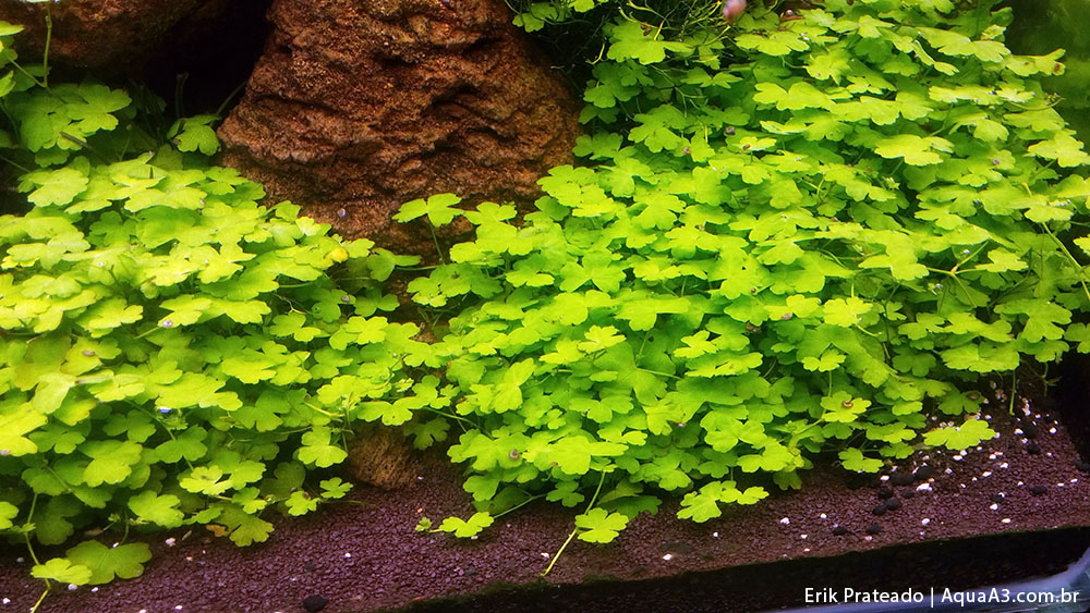 Щитолистник (гидрокотила): фото, выращивание в аквариуме