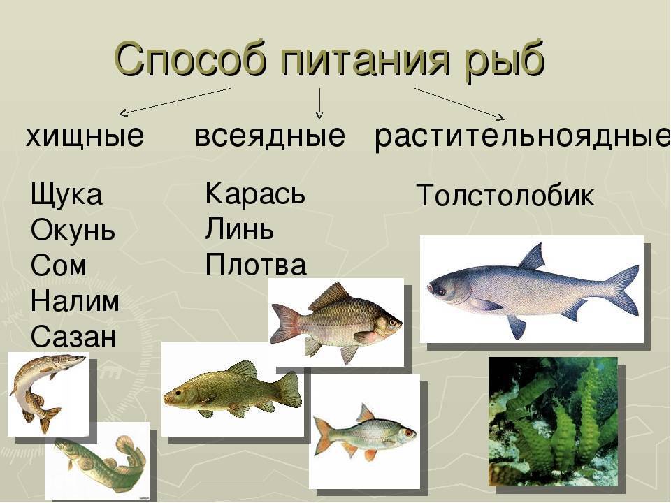 Сколько классов рыб. Классы рыб. Представители рыб. Рыбы представители типа. Рыбы класс животных.