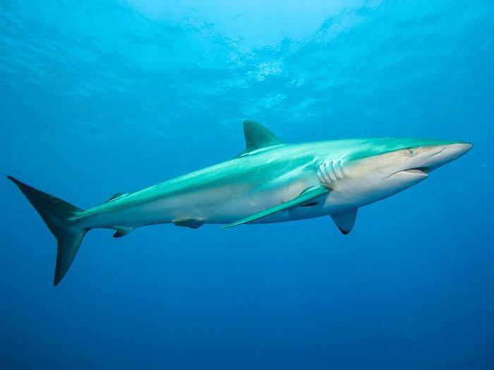 Шелковая акула – описание, чем питается, где обитает, фото.
