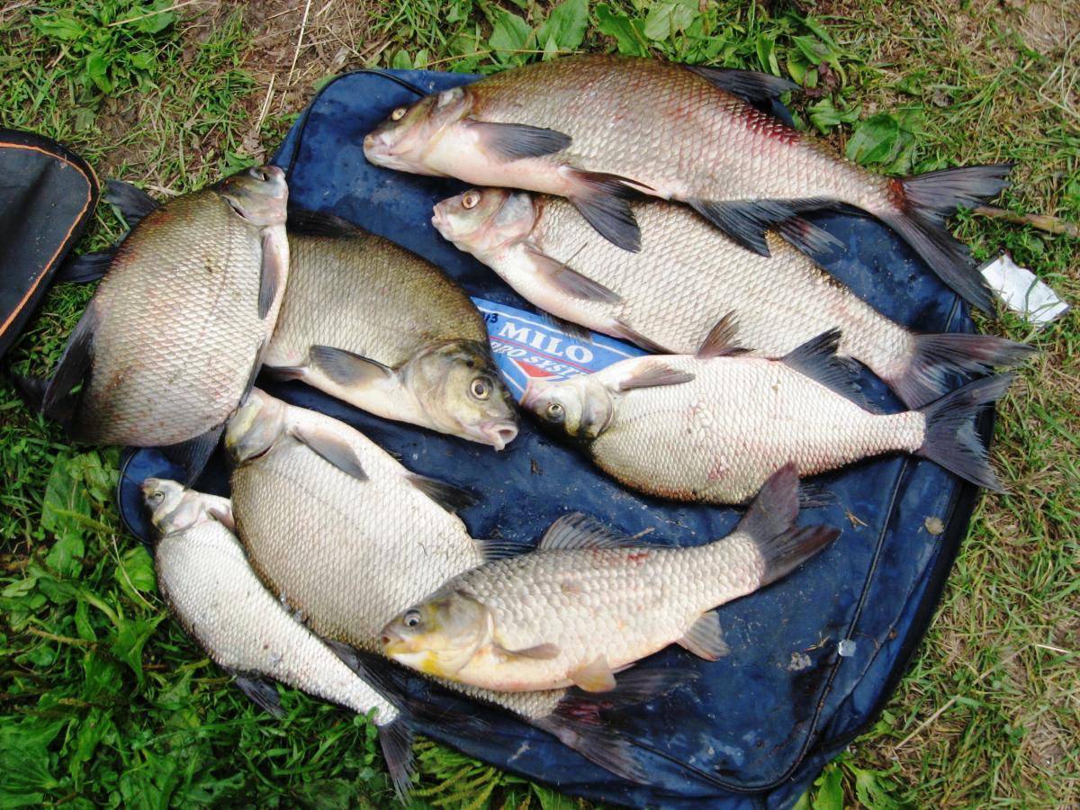 Рыбалка в гомеле. рыболовные места: реки и озера