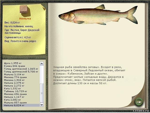 Рыба нельма (белорыбица) — символ ихтиофауны сибири