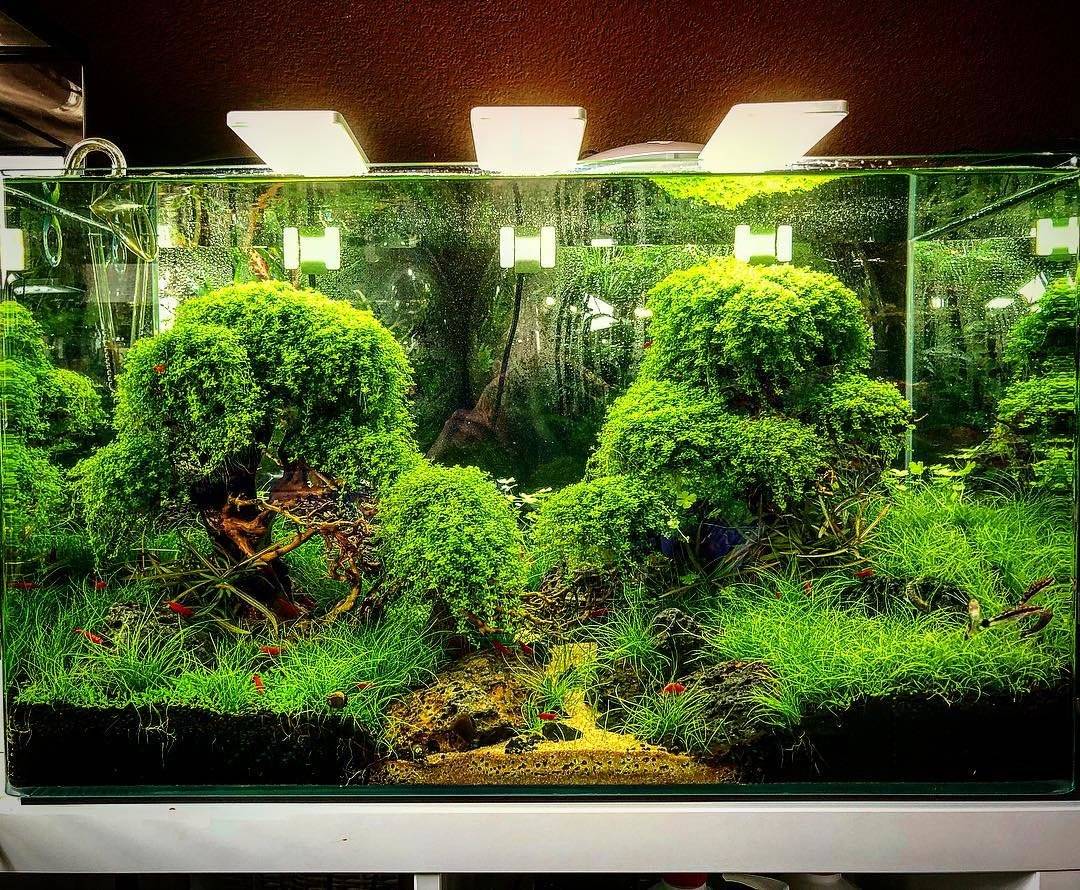 Искусственные водоросли в аквариуме: как выбрать, чем и как отмыть, как сделать своими руками