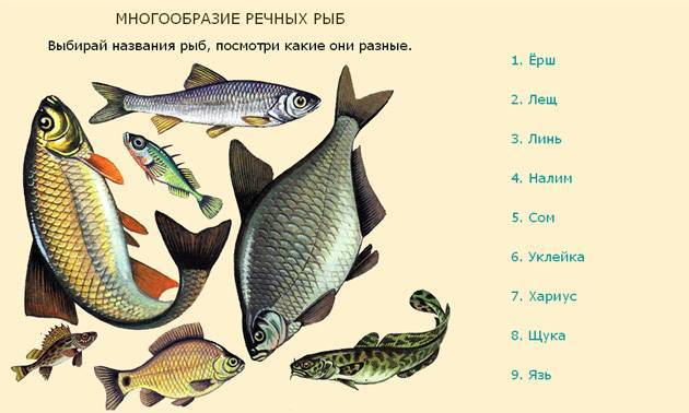 Морские рыбы: список, виды морских рыб и их названия