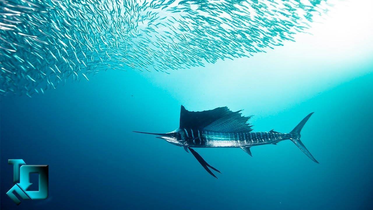 Топ-10 самых быстрых рыб в мире и их максимальная скорость
