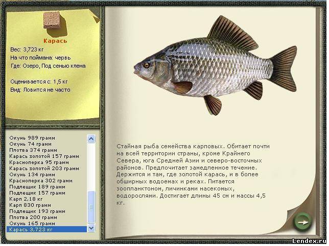 Рыба карась: описание, сколько живет, как выглядит, особенности нереста, отличия от карпа