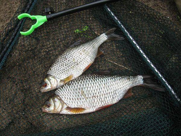 Аттрактанты для рыбалки: обзор лучших и как сделать своими руками