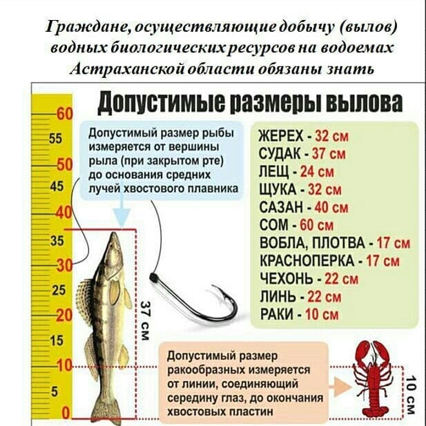 Сколько крючков разрешено на донке