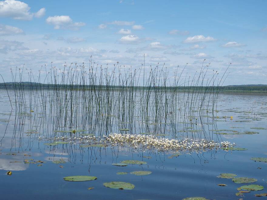 Озеро нерское, дмитровский район — рыбалка, фото, на карте, как подъехать, где находится