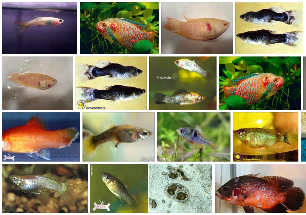 Болезни аквариумных рыбок — внешние признаки, симптомы и особенности лечения заболеваний, фото