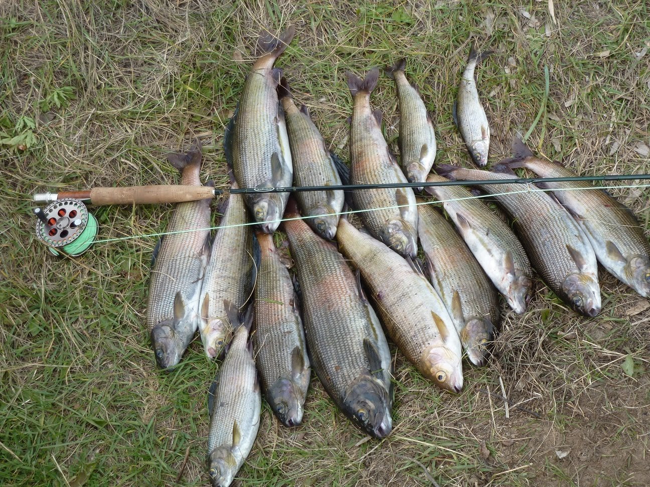 Ловля хариуса: секреты успешной рыбалки круглый год