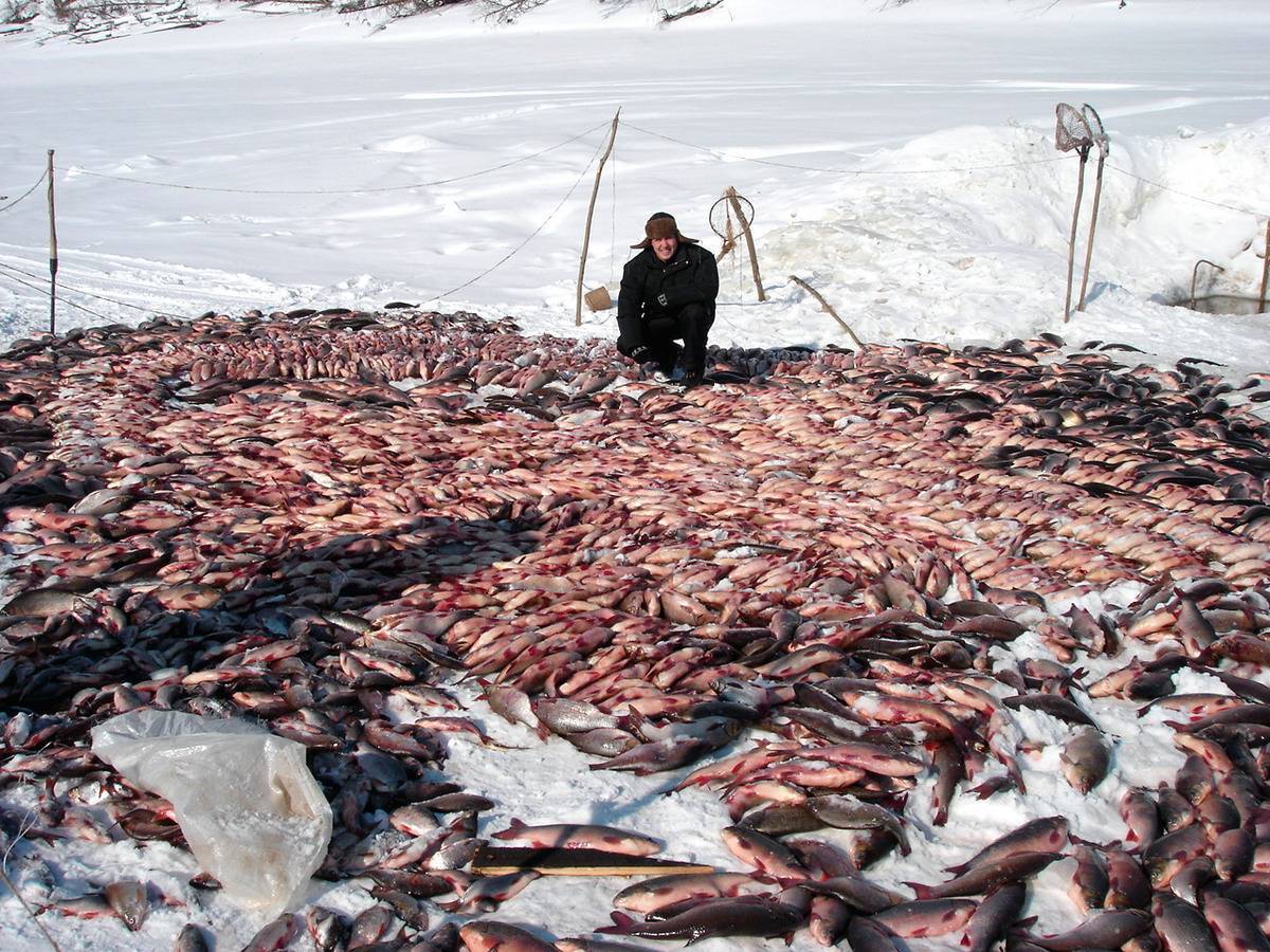 Ловля рыбы: какие способы разрешены, что считается браконьерством