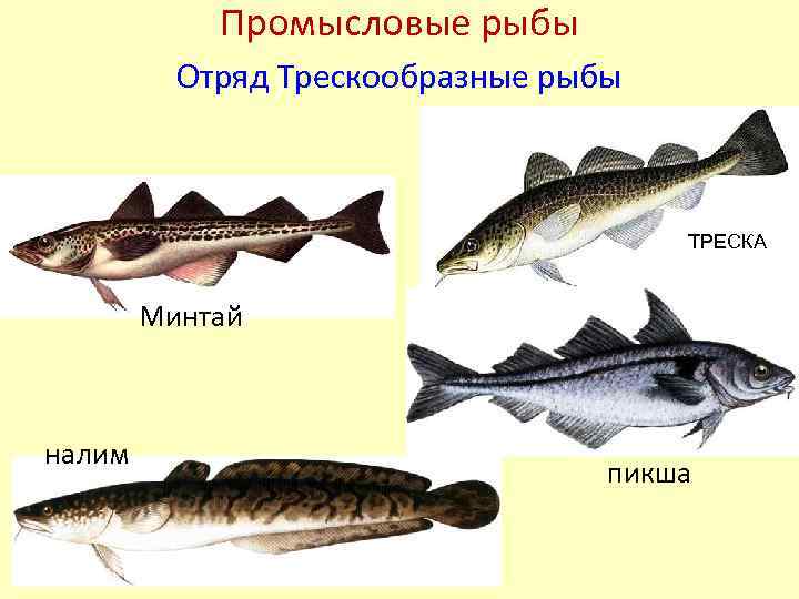 Минтай семейство каких рыб