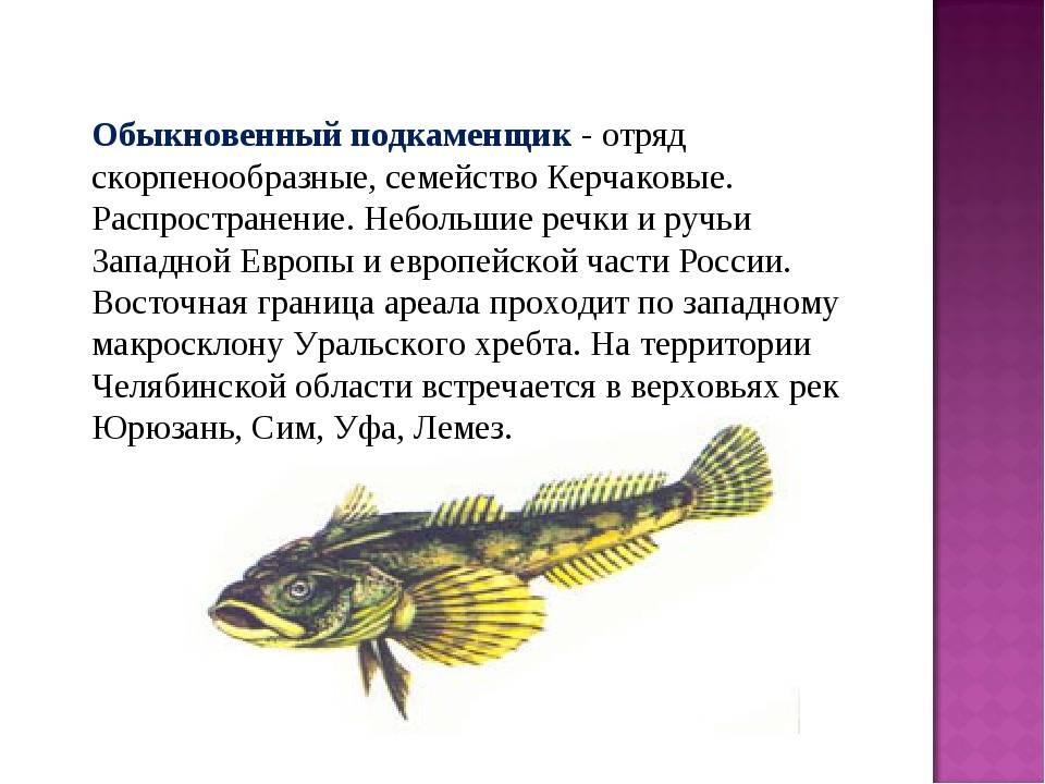 Подкаменщик обыкновенный описание. рыба подкаменщик: за что она получила свое название? внешний вид и морфология