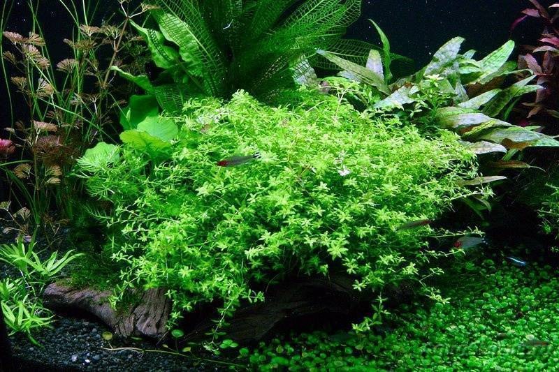 Хемиантус куба: особенности содержания почвопокровного аквариумного растения