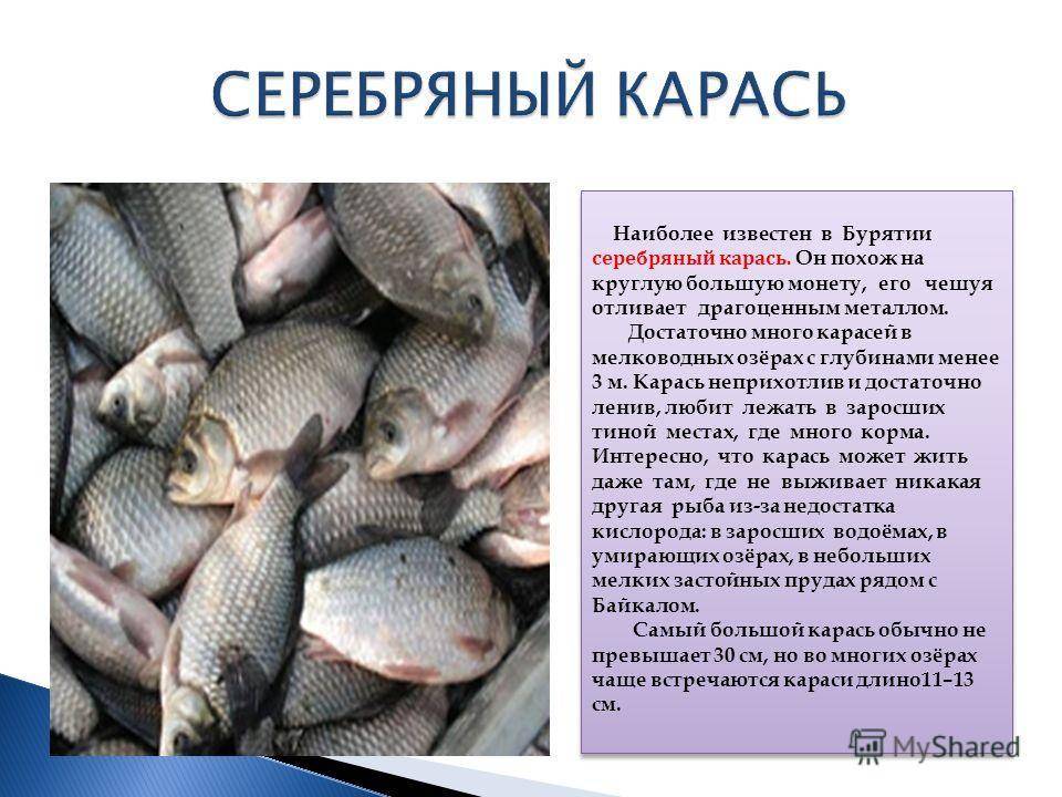 Рыба карась: описание и особенности искусственного разведения — cельхозпортал