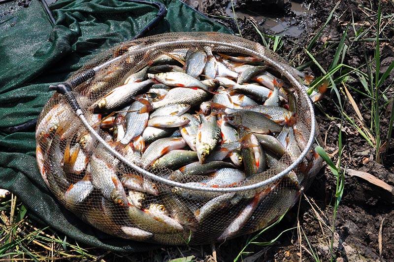 Рыбалка в магнитогорске: основные места ловли и трофеи