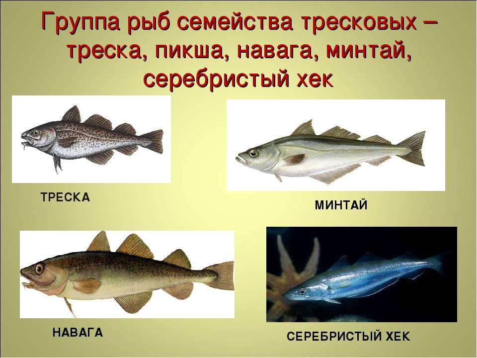 Треска: описание рыбы, калорийность, ловля, размеры и виды
